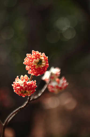 カタクリの里の「和」の花_c0259677_17174642.jpg