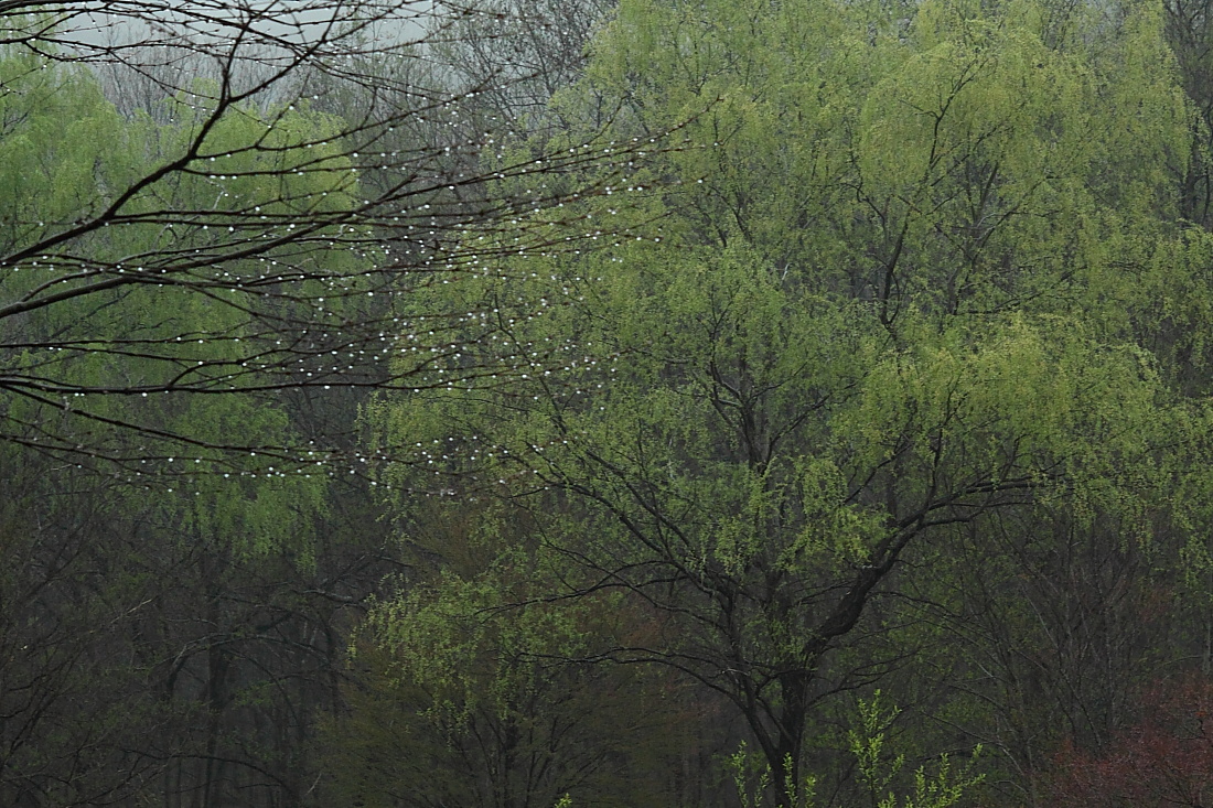 小糠雨