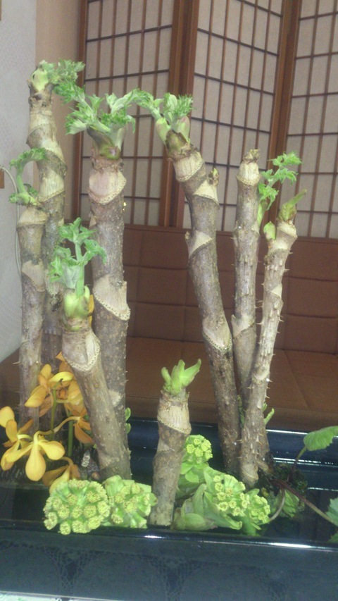 タラの芽生長中！＆手作りかきもち。_d0182179_1528295.jpg