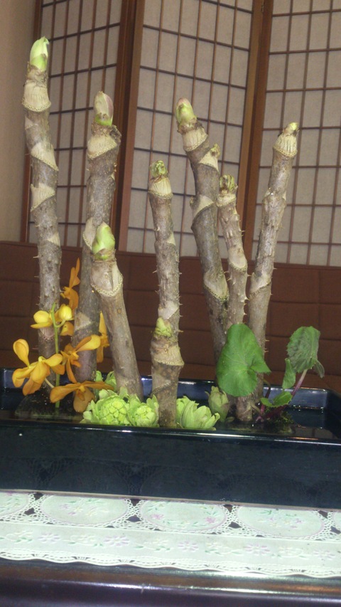 タラの芽生長中！＆手作りかきもち。_d0182179_15293287.jpg