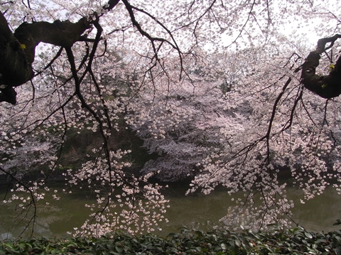 千鳥ヶ淵へのお花見　　　　　３月２８日_e0106580_18155482.jpg