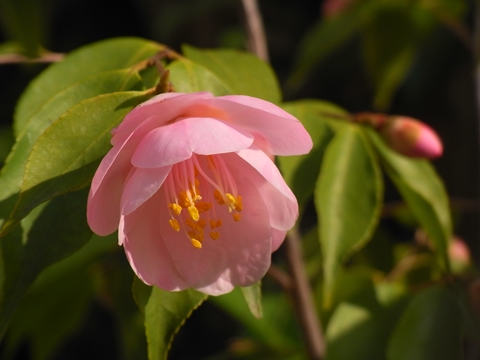 千鳥ヶ淵へのお花見　　　　　３月２８日_e0106580_1819621.jpg