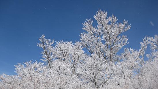 霧氷のトンネル_e0237580_8151185.jpg