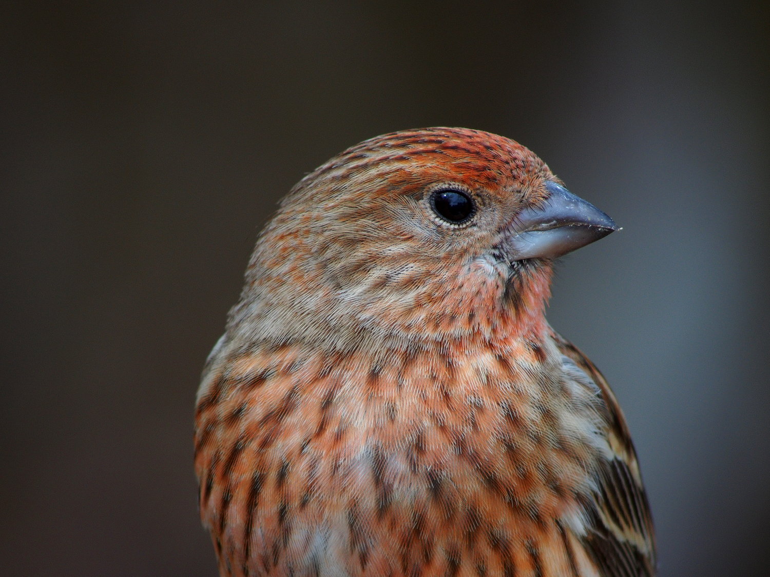 今日の鳥見　南のお山へ(2013年3月24日・26日)_f0254180_2171997.jpg