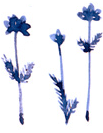 c0221884_2281077.gif