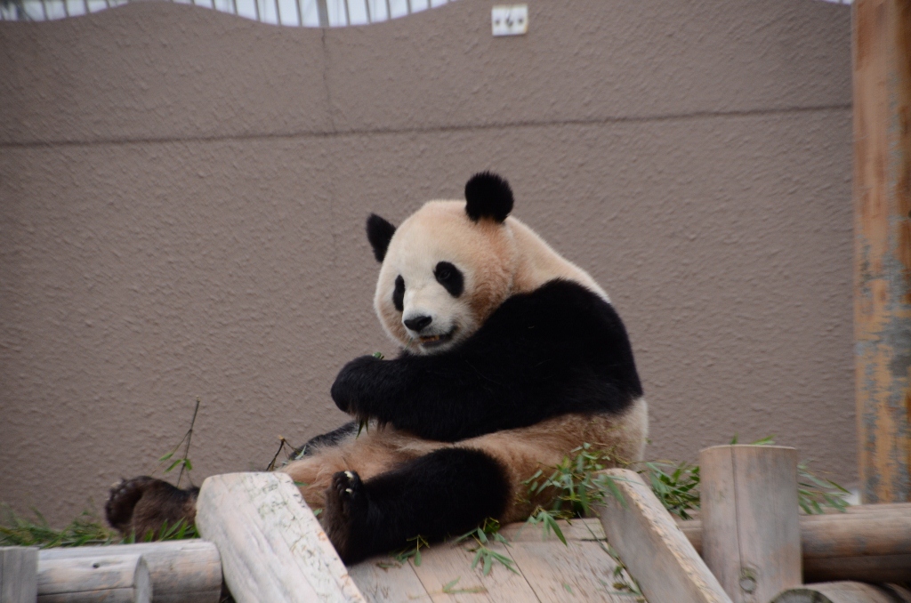 ２０１３年３月白浜パンダ見隊その５　優ちゃんのバイバイの挨拶_a0052986_017585.jpg