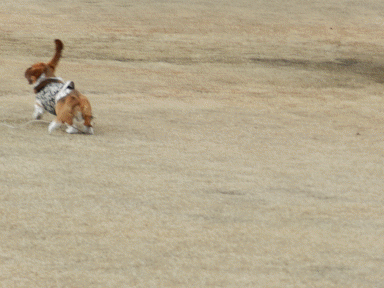 f0205887_14454754.gif