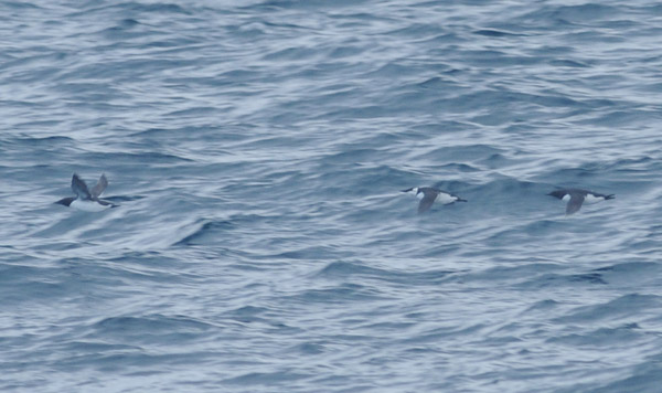 春の航路海鳥調査と新しい高速船_f0159390_1630542.jpg