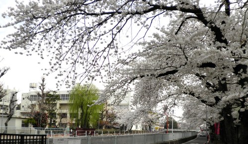 3月30日（土）31日（日）手児奈参道で桜茶屋やります_c0223591_1625321.jpg