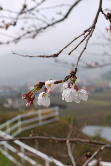 雨上がりの朝を歩く_f0222692_8455832.jpg