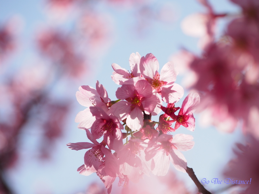 安針台の陽光桜_e0025695_23291470.jpg