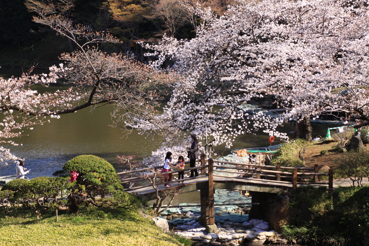 小石川後楽園の桜・・・その2_d0248502_21464444.jpg