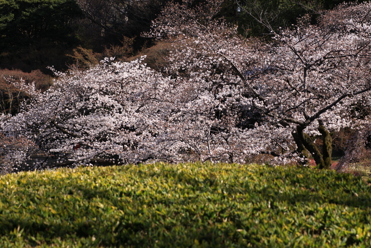 小石川後楽園の桜・・・その2_d0248502_21471414.jpg