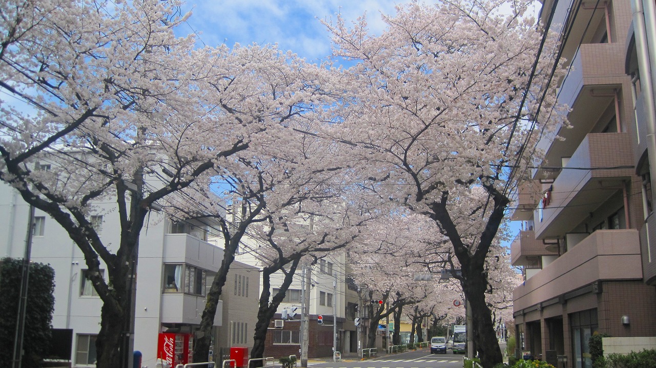 板橋桜ロード_b0163804_14302853.jpg