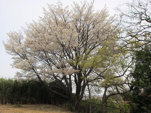 e0245404_2248509.jpg