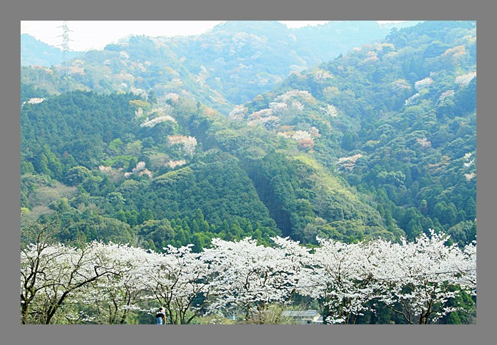 青少年の森の桜_b0014607_018555.jpg