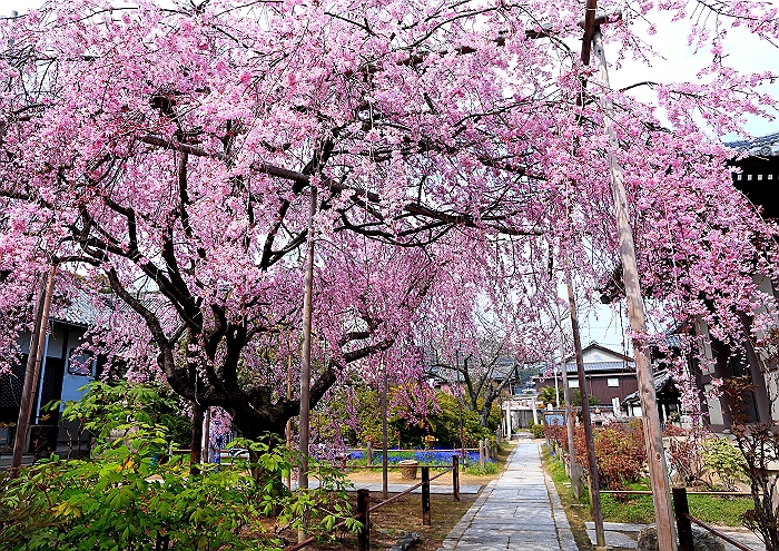 春爛漫　”天寧寺の枝垂れ桜”　NO.1_a0140608_0475120.jpg