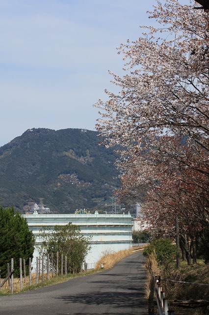 玄工山の桜咲く_d0154609_1120896.jpg