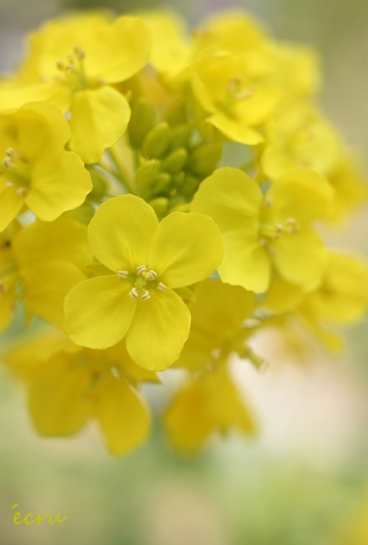 お散歩写真～菜の花*_f0228710_18311749.jpg