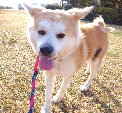 秋田犬の葵ちゃん ご家族の募集を始めました もももの部屋 怖がりで攻撃性の高い秋田犬のタイガ 老犬雑種 のベスの共同生活 保護活動の記録です 時々お空のモカも登場 秋田犬の葵ちゃん ご家族の募集を始めました もももの部屋 怖がりで攻撃性の高い秋田犬のタイガ 老犬雑種 のベスの共同生活 保護活動の記録です 時々お空のモカも登場