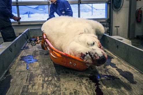 ノルウェー、スピッツベルゲン島で「正当防衛」によりホッキョクグマ射殺 ~ ノルウェーの保護政策について_a0151913_163834.jpg