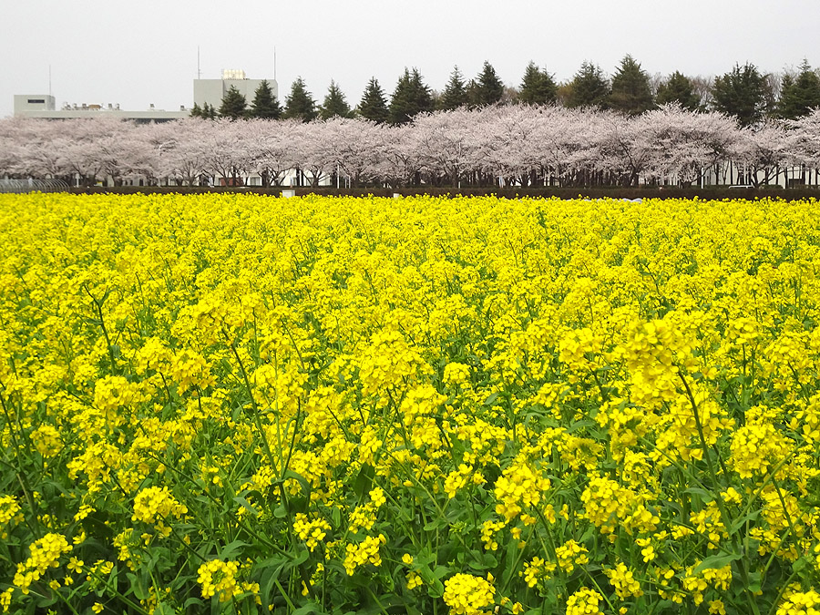 茨城の桜も満開_d0151813_15394026.jpg