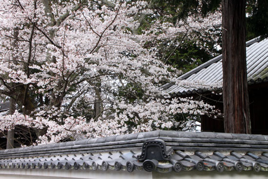 さくら満開4 南禅寺_e0048413_224118.jpg