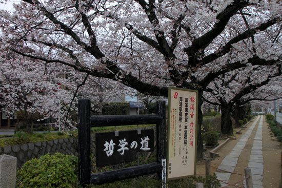 さくら満開5 哲学の道_e0048413_23195422.jpg