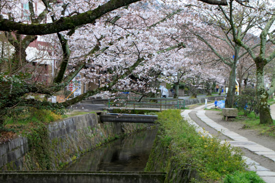 さくら満開5 哲学の道_e0048413_23203519.jpg