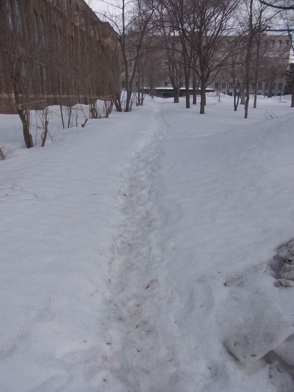 まだ雪深いエルムの森_c0025115_19215251.jpg