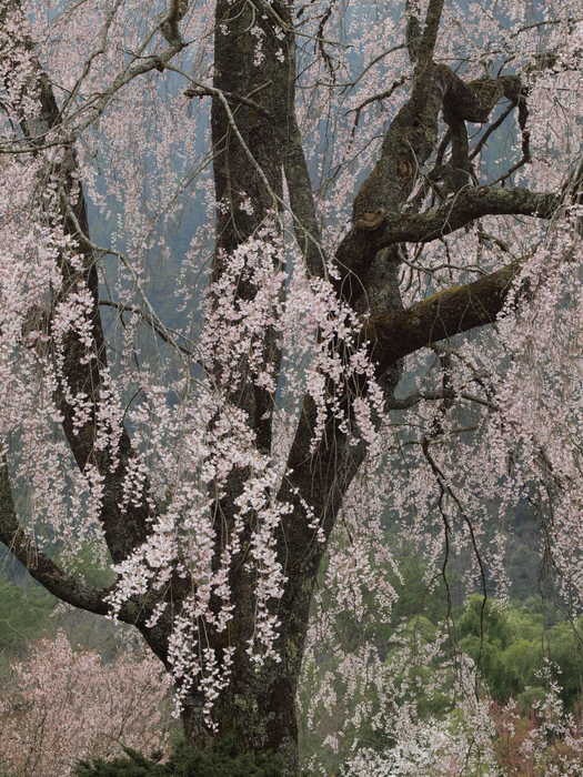 湯の山のしだれ桜_c0116915_23543967.jpg