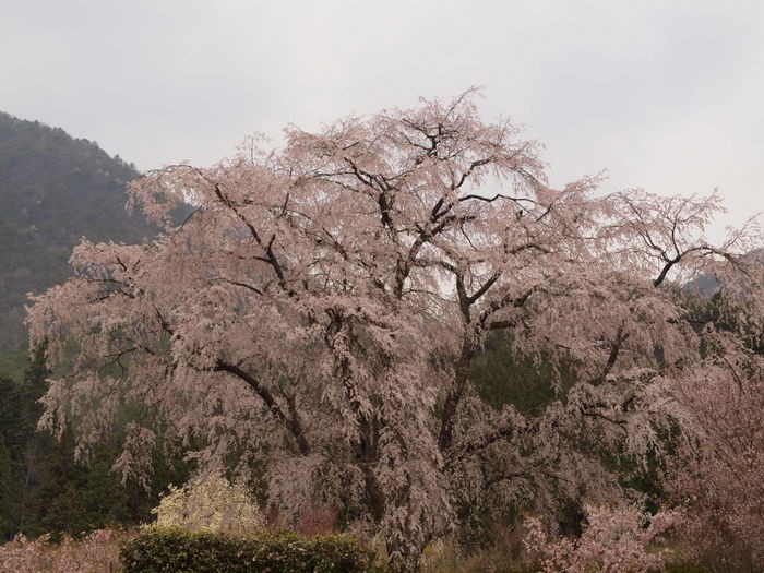 湯の山のしだれ桜_c0116915_2355462.jpg