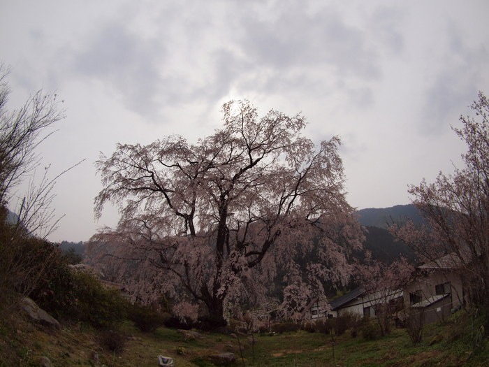 湯の山のしだれ桜_c0116915_23571230.jpg