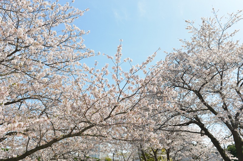 桜　2013　咲き誇りそして散りゆく・・・_d0065116_21311670.jpg