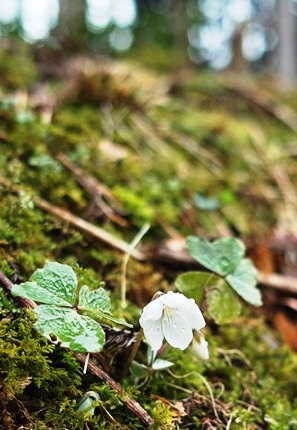 山霧の朝　　　　朽木小川・気象台より_c0044819_6482240.jpg