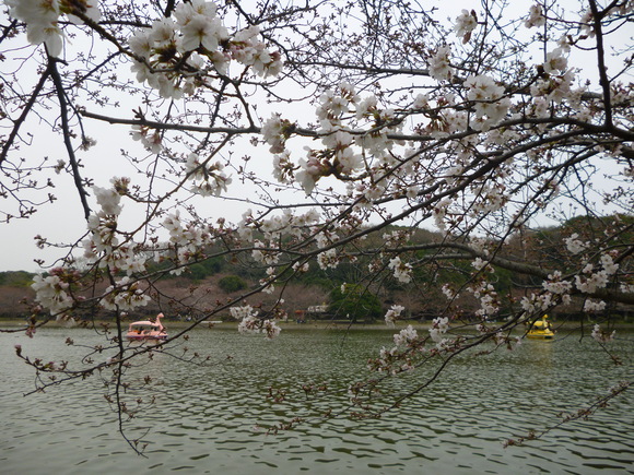 明石公園は五分咲きくらい?_b0215321_1862760.jpg