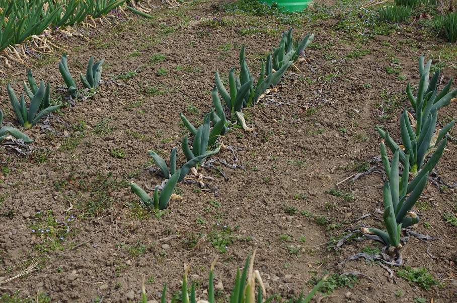 ネギの植え替え & じゃがいも植え付け_b0062024_6334091.jpg