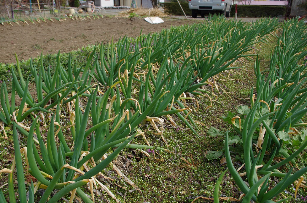 ネギの植え替え & じゃがいも植え付け_b0062024_6364596.jpg