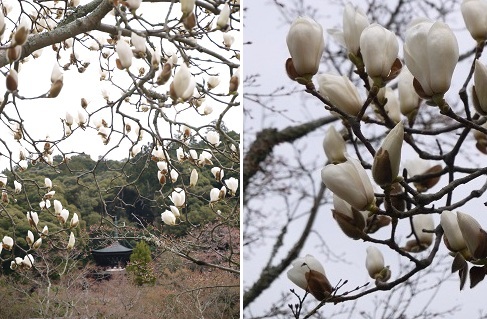白木蓮 ~永観堂 禅林寺(京都)~_c0235725_1643262.jpg