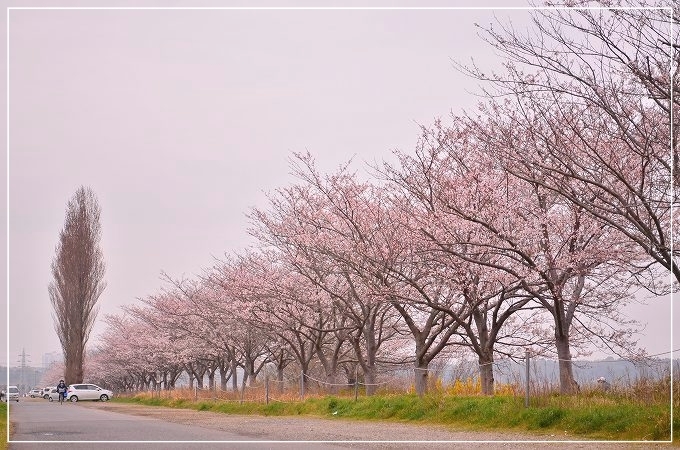 曇りの日の桜は、どうやって撮るの？_d0179828_7561240.jpg