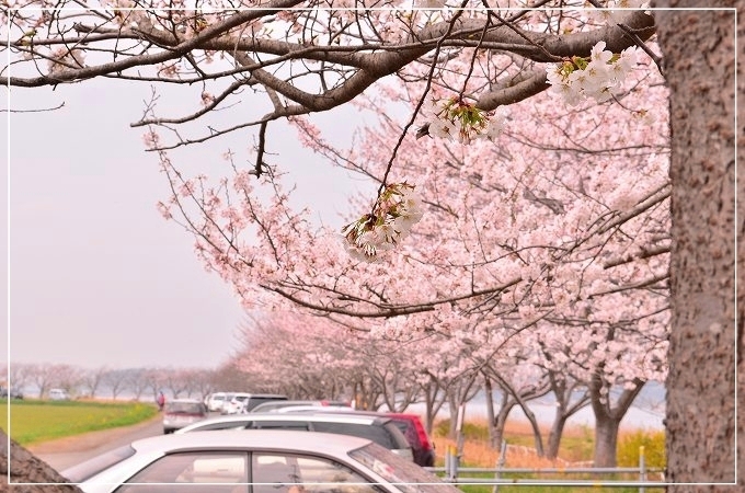 曇りの日の桜は、どうやって撮るの？_d0179828_7562340.jpg
