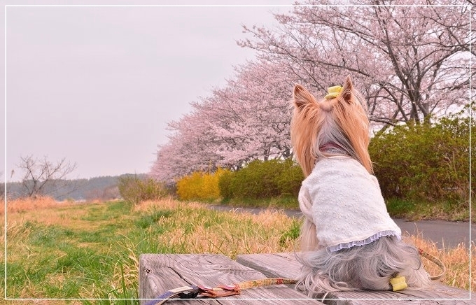 曇りの日の桜は、どうやって撮るの？_d0179828_7564650.jpg