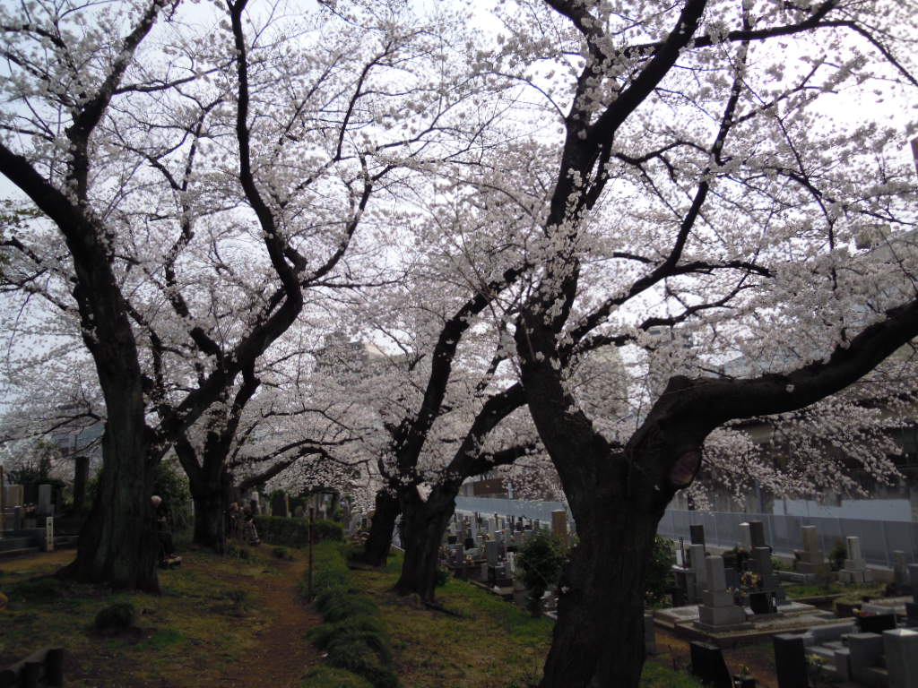 浴びる、桜_e0081334_19284734.jpg