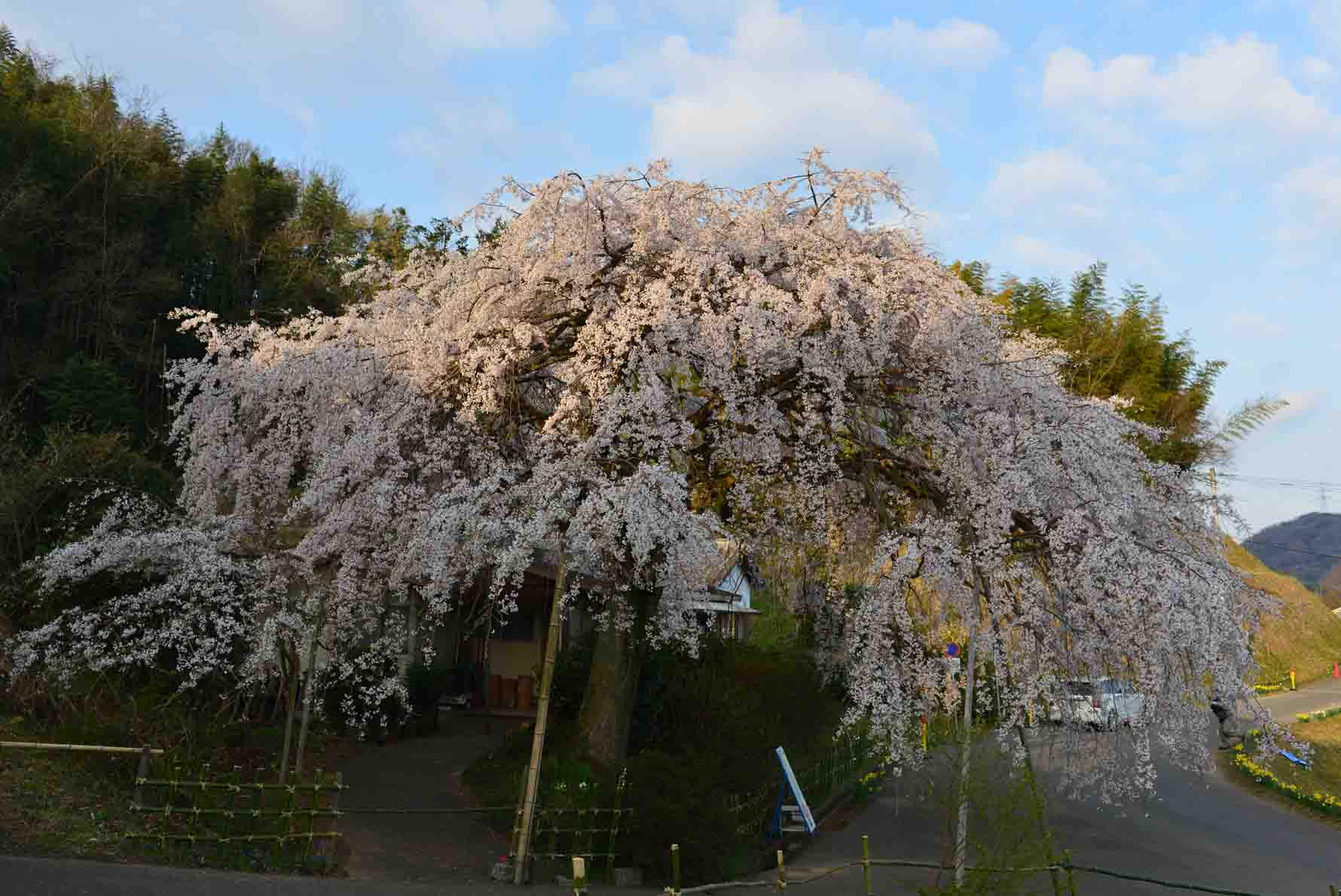 香川のさくら　③_d0246136_1445330.jpg