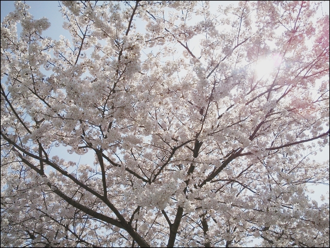 SAKURA _e0100237_22354650.jpg