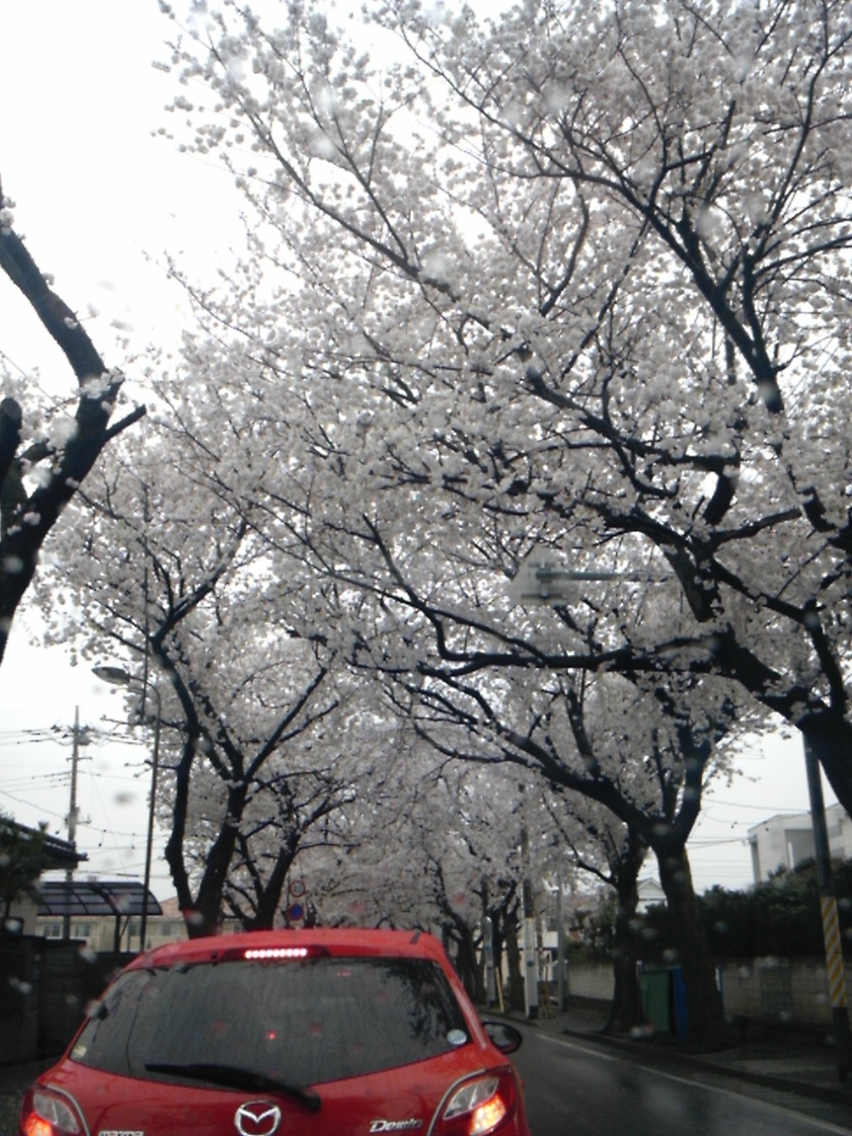 桜のトンネル。_a0163738_0135153.jpg