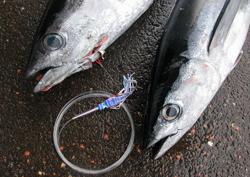 キターッ！！　関東、遠州灘に潮が入ってきた―！！【カジキ・マグロトローリング】_f0009039_944220.jpg