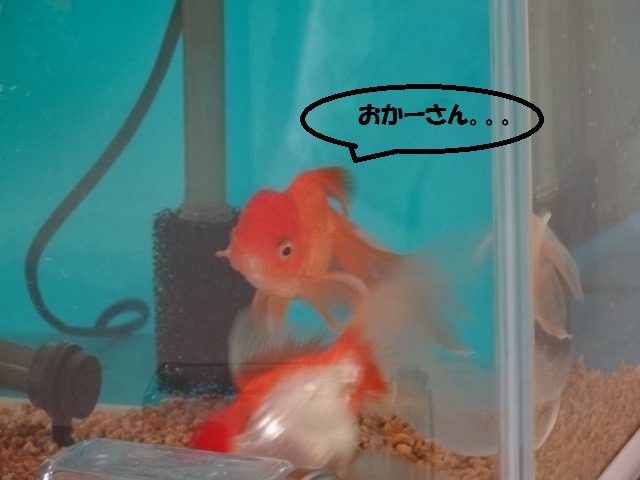 ふぃ~ゆのつぶやき_d0165645_203680.jpg