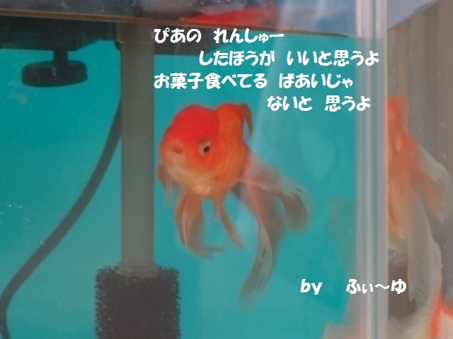 ふぃ~ゆのつぶやき_d0165645_20404.jpg