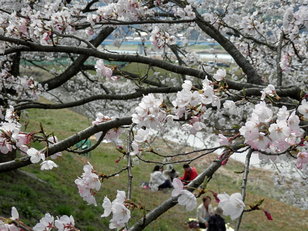 木次の桜_f0214649_5162048.jpg